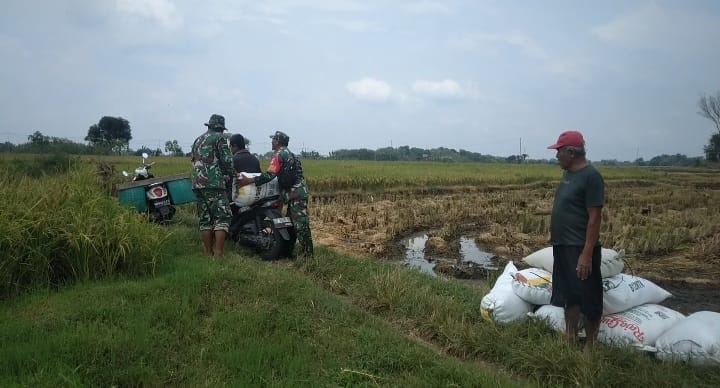 Babinsa Bantu Warga Mengangkut Hasil Panen Padi