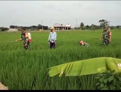 Hama Wereng Menyerang Desa Kliwonan, Babinsa dan Warga Turun Tangan Hama Wereng Menyerang Desa Kliwonan, Babinsa dan Warga Turun Tangan