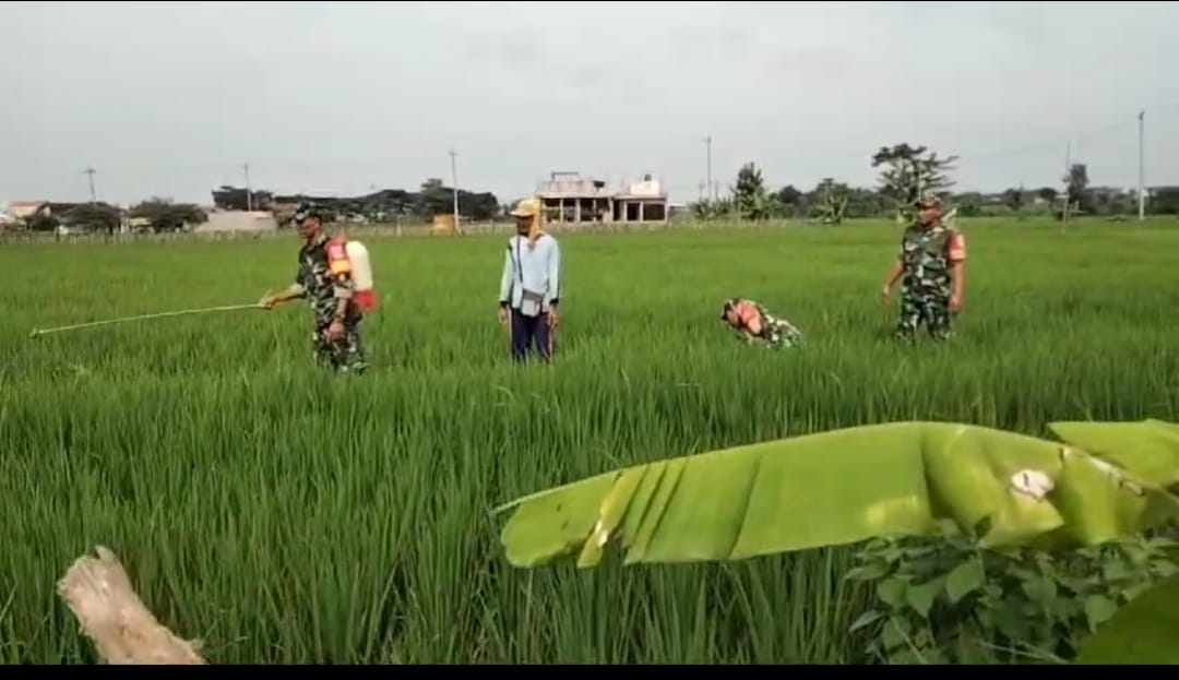 Hama Wereng Menyerang Desa Kliwonan, Babinsa dan Warga Turun Tangan