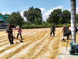 Menjaga Kualitas Hasil Panen, Babinsa Bantu Petani Jemur Padi Menjaga Kualitas Hasil Panen, Babinsa Bantu Petani Jemur Padi