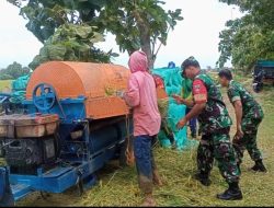 Darmadi Turun Tangan Bantu Petani Panen Padi Darmadi Turun Tangan Bantu Petani Panen Padi