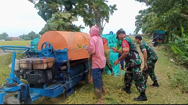 Darmadi Turun Tangan Bantu Petani Panen Padi
