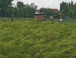 Tri Mawardi Turun ke Sawah Bantu Panen Cabai Tri Mawardi Turun ke Sawah Bantu Panen Cabai