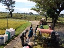 Ini Komitmen Babinsa Krikilan Mewujudkan Swasembada Pangan Ini Komitmen Babinsa Krikilan Mewujudkan Swasembada Pangan