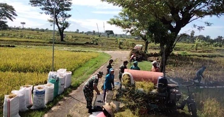 Ini Komitmen Babinsa Krikilan Mewujudkan Swasembada Pangan