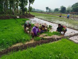 Persiapan Masa Tanam, Babinsa Bantu Petani Cabut Bibit Padi Persiapan Masa Tanam, Babinsa Bantu Petani Cabut Bibit Padi