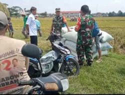  Babinsa Berbagi Kebahagiaan Panen Raya Bersama Petani: Sinergi TNI dan Rakyat