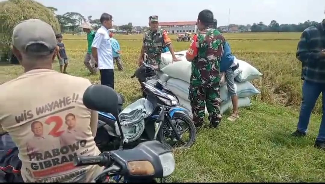  Babinsa Berbagi Kebahagiaan Panen Raya Bersama Petani: Sinergi TNI dan Rakyat