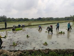 Meski Berpuasa Serka Slamet Bantu Petani Tanam Padi