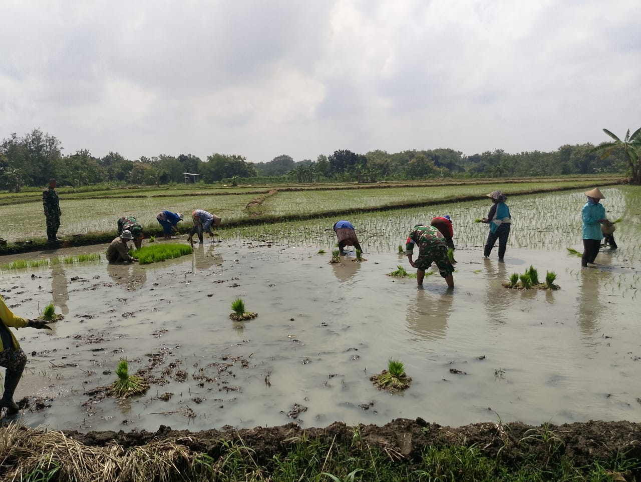 Meski Berpuasa Serka Slamet Bantu Petani Tanam Padi