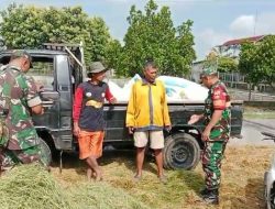 Babinsa Guworejo Dorong Petani Jual Gabah Ke Bulog