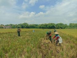 Puasa Tidak Jadi Penghalang, Babinsa Bantu Panen Padi Puasa Tidak Jadi Penghalang, Babinsa Bantu Panen Padi