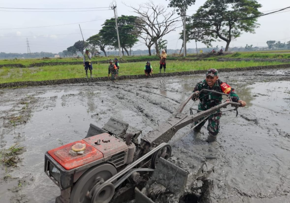 Percepat Masa Tanam, Babinsa Dampingi Petani Bajak Sawah