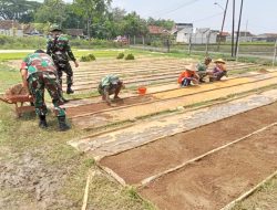 Persiapan Tanam Babinsa Dampingi Petani Sebar Benih Padi Persiapan Tanam Babinsa Dampingi Petani Sebar Benih Padi