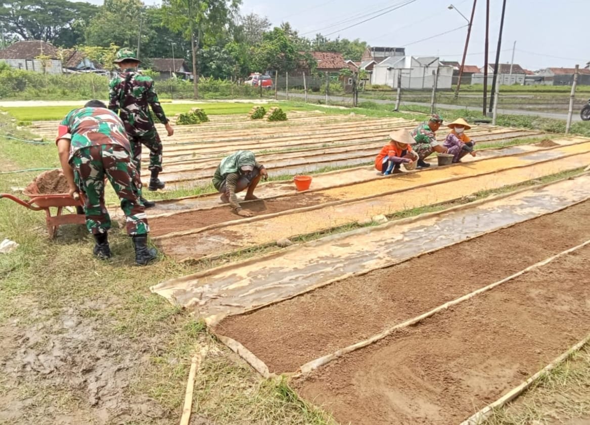 Persiapan Tanam Babinsa Dampingi Petani Sebar Benih Padi