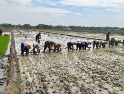 Babinsa Turun Sawah Mendampingi Petani Menuju Panen Raya Babinsa Turun Sawah Mendampingi Petani Menuju Panen Raya