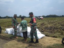 Melalui Komsos, Babinsa Berikan Motivasi Kepada Petani Padi Melalui Komsos, Babinsa Berikan Motivasi Kepada Petani Padi