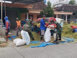Babinsa Koramil Gesi Gotong Royong Bantu Panen Padi Warga Babinsa Koramil Gesi Gotong Royong Bantu Panen Padi Warga