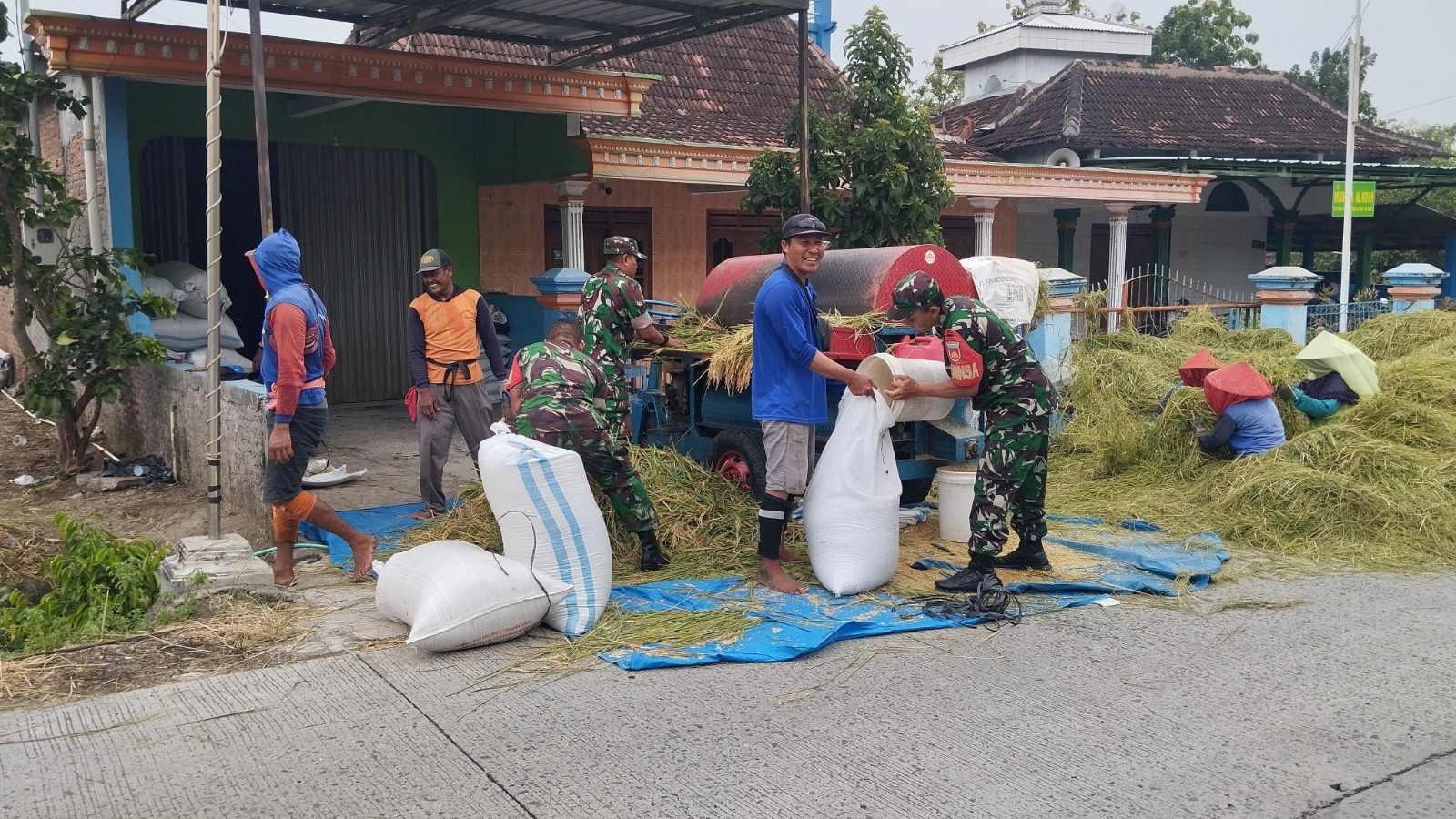 Babinsa Koramil Gesi Gotong Royong Bantu Panen Padi Warga