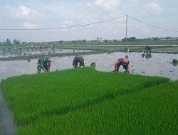Babinsa Bantu Cabut Benih Padi, Wujud Kemanunggalan TNI dan Rakyat Babinsa Bantu Cabut Benih Padi, Wujud Kemanunggalan TNI dan Rakyat