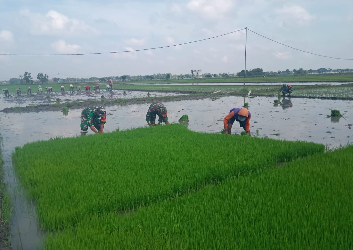 Babinsa Bantu Cabut Benih Padi, Wujud Kemanunggalan TNI dan Rakyat