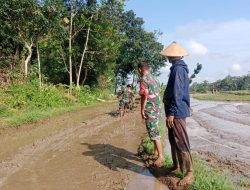 Babinsa Membajak Sawah: TNI Bersama Petani Wujudkan Ketahanan Pangan Babinsa Membajak Sawah: TNI Bersama Petani Wujudkan Ketahanan Pangan