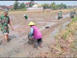 Babinsa Berbagi Tenaga, Bantu Petani Mencangkul Sawah Babinsa Berbagi Tenaga, Bantu Petani Mencangkul Sawah