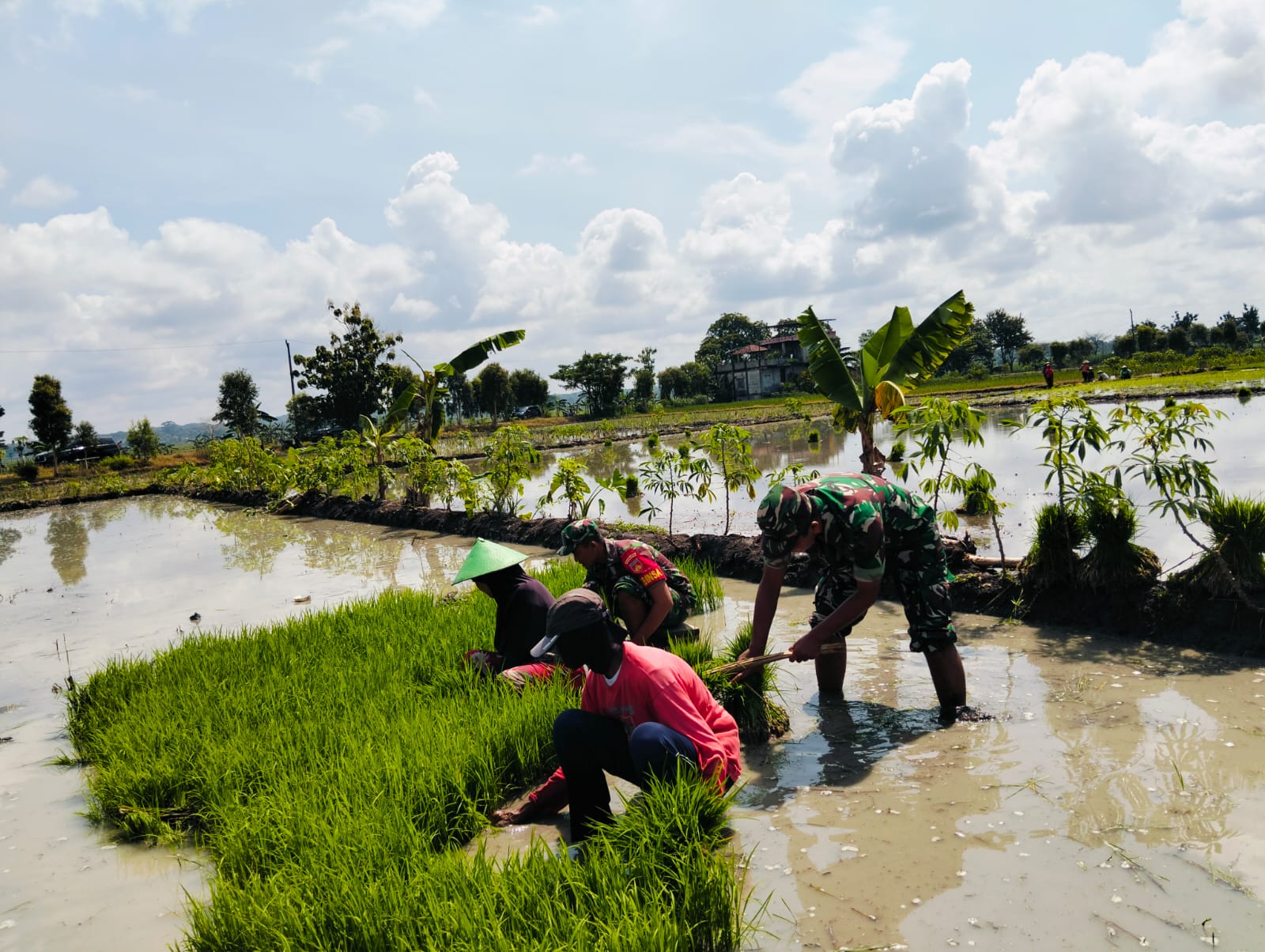 Babinsa Tak Canggung Turun Sawah, Bantu Petani
