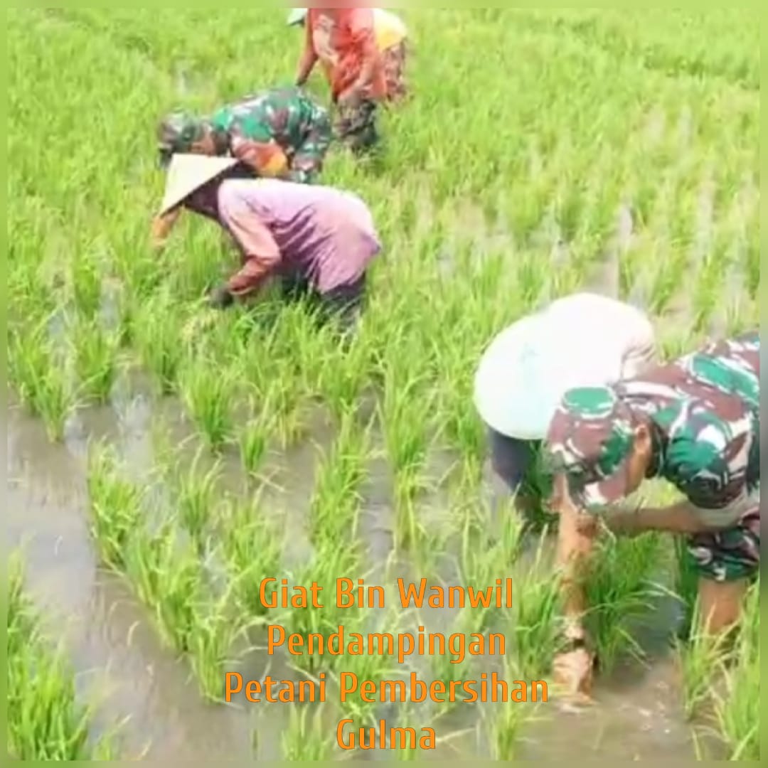 Babinsa Bersihkan Gulma, Jaga Produktivitas Tanaman Padi Babinsa Bersihkan Gulma, Jaga Produktivitas Tanaman Padi