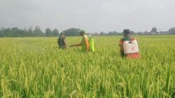 Babinsa Bergotong Royong dengan Petani Semprot Padi