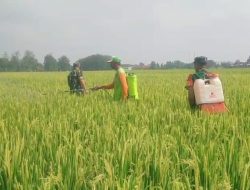 Babinsa Bergotong Royong dengan Petani Semprot Padi