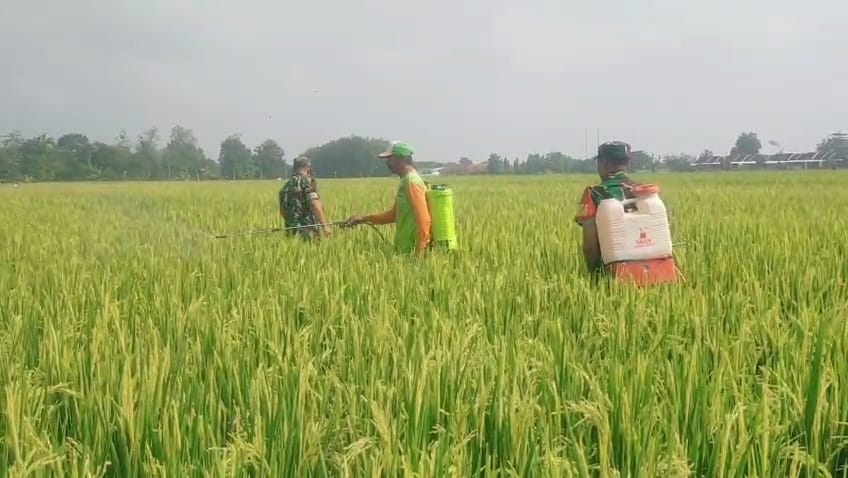 Babinsa Bergotong Royong dengan Petani Semprot Padi