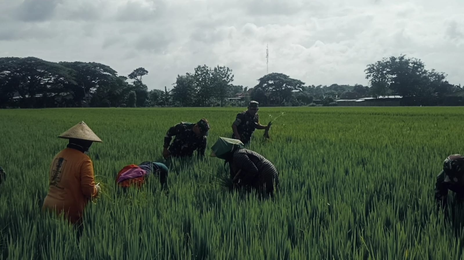 Babinsa Berperan Aktif Membasmi Gulma di Sawah, Wujud Pengabdian Untuk Ketahanan Pangan