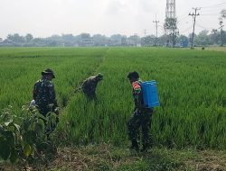Babinsa Bantu Petani Semprot Tanaman Padi Babinsa Bantu Petani Semprot Tanaman Padi