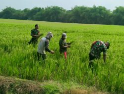 Babinsa Basmi Rumput Liar, Padi Petani di Karangudi Tumbuh Subur Babinsa Basmi Rumput Liar, Padi Petani di Karangudi Tumbuh Subur