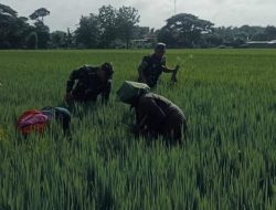 Babinsa Bantu Petani, Bersihkan Gulma di Lahan Padi Varietas IR 32
