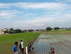 Maksimalkan Capaian Produksi Gabah, Sunarno Bantu Pemupukan Padi