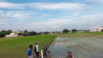 Maksimalkan Capaian Produksi Gabah, Sunarno Bantu Pemupukan Padi