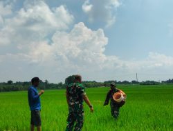 Babinsa Dukung Peningkatan Hasil Panen Melalui Pendampingan Pemupukan Babinsa Dukung Peningkatan Hasil Panen Melalui Pendampingan Pemupukan