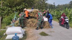  Babinsa Dampingi Petani Panen Raya