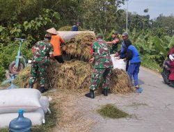 Babinsa Dampingi Petani Panen Raya Babinsa Dampingi Petani Panen Raya