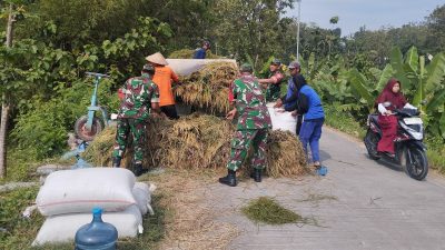  Babinsa Dampingi Petani Panen Raya
