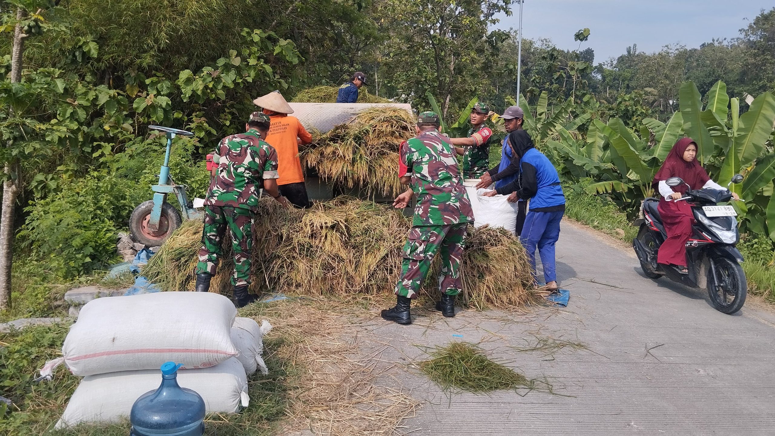  Babinsa Dampingi Petani Panen Raya