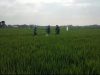 Babinsa Bantu Petani Cegah Hama, Semprot Bulir Padi