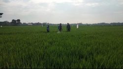 Babinsa Bantu Petani Cegah Hama, Semprot Bulir Padi