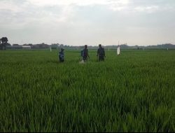 Babinsa Bantu Petani Cegah Hama, Semprot Bulir Padi