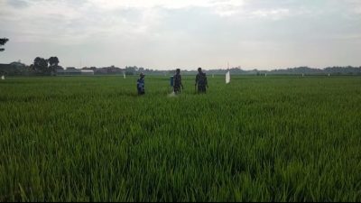 Babinsa Bantu Petani Cegah Hama, Semprot Bulir Padi