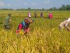 Babinsa Berbagi Rasa, Bantu Panen Padi Kelompok Tani Mukti