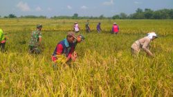Babinsa Berbagi Rasa, Bantu Panen Padi Kelompok Tani Mukti