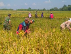 Babinsa Berbagi Rasa, Bantu Panen Padi Kelompok Tani Mukti
